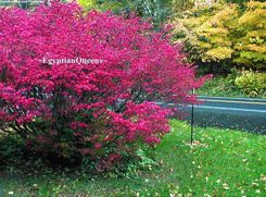 TRZMIELINA OSKRZYDLONA COMPACTUS - EUONYMUS ALATUS