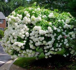 HORTENSJA BUKIETOWA GRANDIFLORA - HYDRANGEA PANICULATA