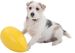  Zabawka dla psa RunninGegg - kolor żółty