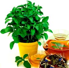 STEVIA (STEWIA) - NAJSŁODSzA ROŚLINA - 