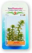 TetraPlant ROŚLINA ANACHARIS- zIELONA  5CM 
