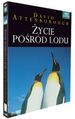 Życie Pośród Lodu (DVD)
