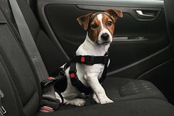 KARLIE Safety Belt - rozmiar XS
