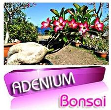 Adenium Obesum