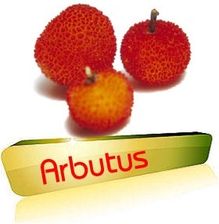 Arbutus Drzewko Truskawkowe