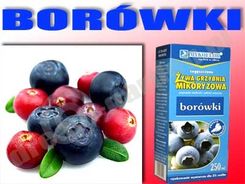 Mikoryza Borówki