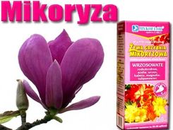 Mikoryza Grzybnia Wrzosowate