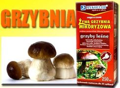Mikoryza Grzyby Leśne