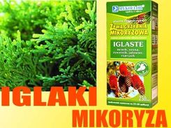 Mikoryza Iglaki