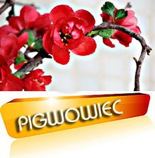 Pigwowiec Japoński Chaenomeles japonica