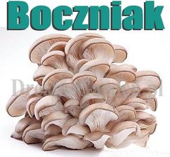 Boczniak Ostrygowaty. Działanie lecznicze !