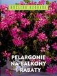 Pelargonie na Balkony i Rabaty