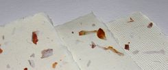 AEQ Papier czarpany z motywem cebula A3 - 