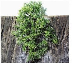 JBL TerraPlanta Casuarina - Dł. x szer. x : 