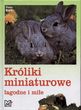 Króliki miniaturowe. łagodne i miłe