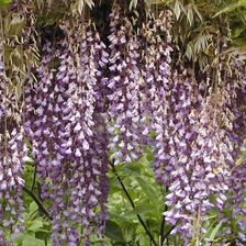 Clematis Glicynia Wisteria Multijuga