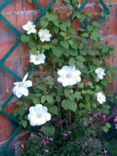 Clematis Powojnik Guernsey Cream