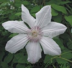 Clematis Powojnik Jan Paweł II