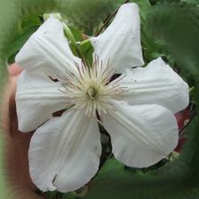 Clematis Powojnik Jerzy Popiełuszko