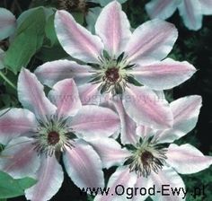 Clematis Powojnik Nelly Moser