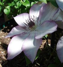 Clematis Powojnik Omoshiro