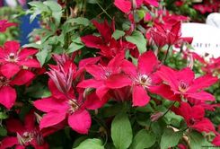 Clematis Powojnik Solidarność