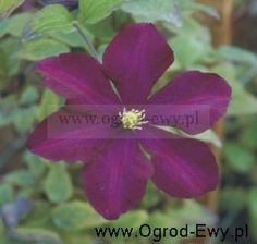 Clematis Powojnik Warszawska Nike
