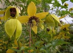 Clematis Powojnik Golden Tiara -Kugotia PBR