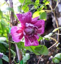 Clematis Powojnik Purpurea Plena Elegans