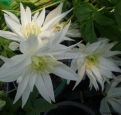 Clematis Powojnik Albina Plena