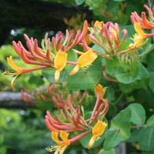 Clematis Wiciokrzew Lonicera Goldflame