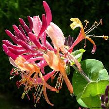 Clematis Wiciokrzew Lonicera przewiercień 