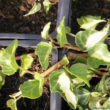 Clematis Bluszcz pospolity Goldheart