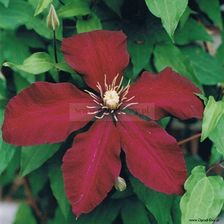 Clematis Powojnik Niobe