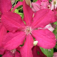 Clematis Powojnik Kardynał Wyszyński