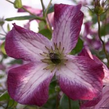 Clematis Powojnik Minuet