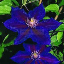 Clematis Powojnik Julka PBR