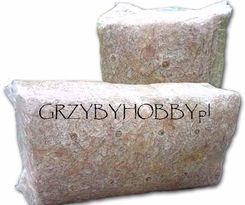 BOCZNIAK boczniaki - Uprawa w Domu, BALOT 