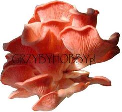 Grzybnia Boczniak Różowy - 20 szt kołków