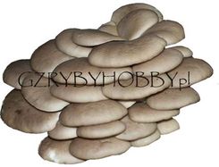 Grzybnia Boczniaka Ostrygowatego 3kg - 