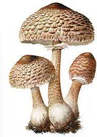 Grzybnia Czubajka Kania 1kg - grzybnia 