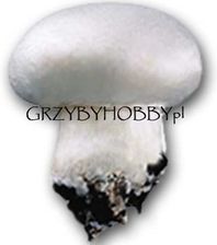 Grzybnia Pieczarki Białej 3kg - grzybnia 