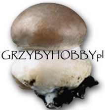 Grzybnia Pieczarki Brązowej 1 kg - grzybnia 