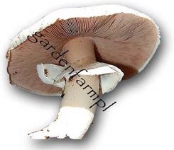 Grzybnia Pieczarki Polnej (dzika) 1kg - 