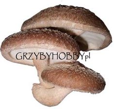 Grzybnia ShiiTake 3kg - grzybnia ziarnista