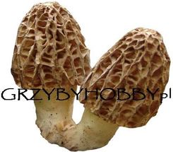 Grzybnia Smardz 1kg - grzybnia ziarnista