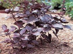 BAZYLIA CZERWONOLISTNA (Ocimum basilicum) 