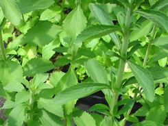 STEWIA (Stevia rebaudiana)