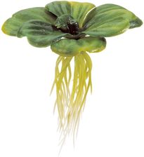 zooonline ROŚLINA WATER LETTUCE ŚR.6,00CM DO TERRARIÓW