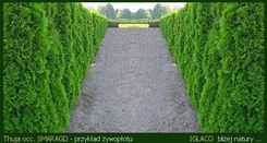 Tuja Szmaragd, Thuja SMARAGD - 16-20cm - 0